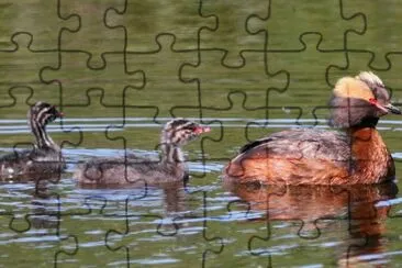 Horned Grebe with Young jigsaw puzzle