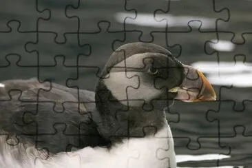 Horned Puffin in Winter Plumage jigsaw puzzle