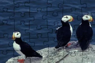 Horned Puffin Trio jigsaw puzzle