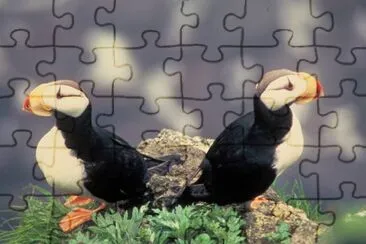 Horned Puffins jigsaw puzzle