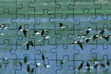 Humbolt Bay National Wildlife Refuge jigsaw puzzle