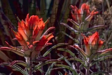 Indian Paintbrush jigsaw puzzle