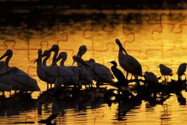 JN Ding Darling National Wildlife Refuge