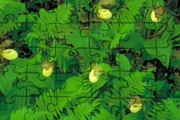 vegetation jigsaw puzzle