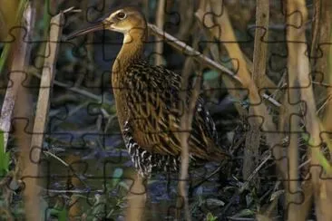 King Rail en el Refugio Nacional de Vida Silvestre Clarence Cannon