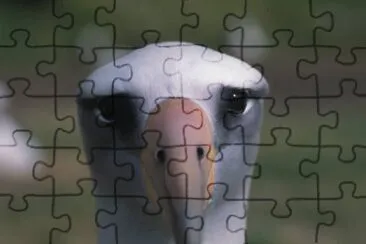 Laysan albatross jigsaw puzzle