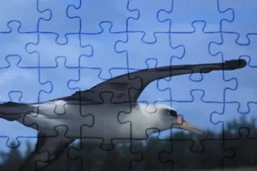 Laysan albatross flying jigsaw puzzle