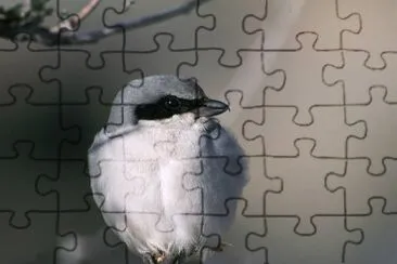 Loggerhead Shrike jigsaw puzzle