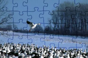 Snow Geese jigsaw puzzle