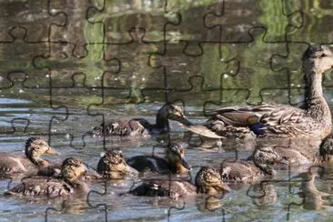 Mallard Brood jigsaw puzzle