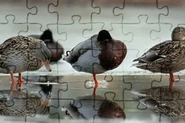 Mallard Ducks jigsaw puzzle