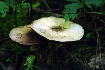 Mica Cap Mushroom