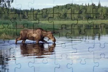 Moose Feeding in Lake jigsaw puzzle