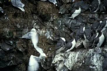 Murres och Kittiwakes