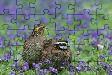 Northern bobwhite quail jigsaw puzzle