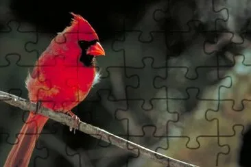 Northern cardinal jigsaw puzzle