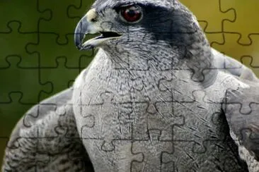 Northern Goshawk jigsaw puzzle