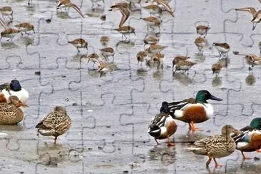 Northern Shovelers jigsaw puzzle