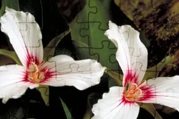 Painted trillium jigsaw puzzle