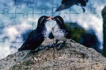 Auklets de periquito