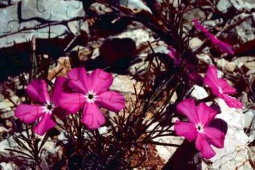 Phlox jigsaw puzzle