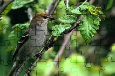 Pino Grosbeak