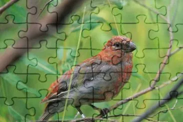 Pine Grosbeak Juvenile jigsaw puzzle