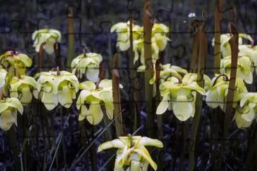 Piante di brocca