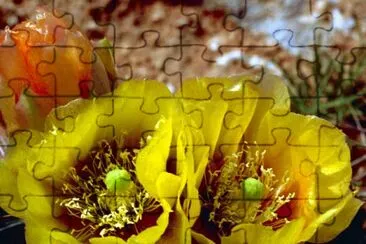 Prickly Pear Cactus jigsaw puzzle