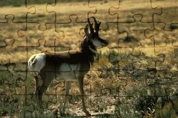 Pronghorn antilop