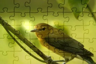 Prothonotary Warbler jigsaw puzzle