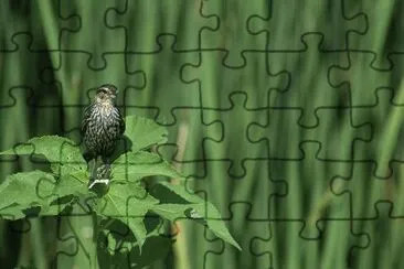 Red-Winged Black Bird (female) jigsaw puzzle