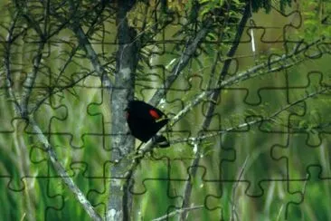 Red-winged Blackbird jigsaw puzzle