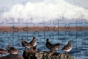 Rock Sandpipers at Rocky Shoreline jigsaw puzzle