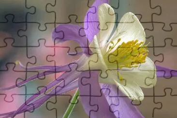 Rocky Mountain Columbine jigsaw puzzle