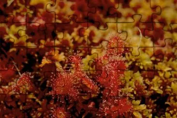 Round Leaf Sundew jigsaw puzzle