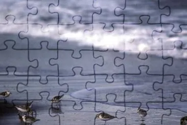 Sanderlings at Shoreline jigsaw puzzle