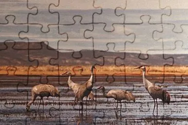 Sandhill Cranes jigsaw puzzle