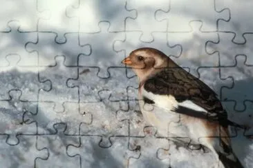 Snow Bunting, non breeding plumage jigsaw puzzle