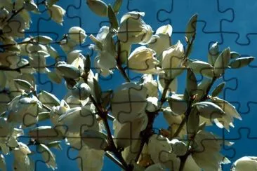 Soaptree yucca jigsaw puzzle