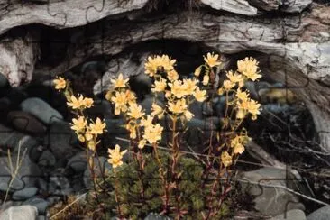 Saxifrage tacheté