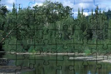 Forêt d'épinettes et de bouleaux le long de la rivière Kanuti