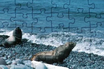 Steller Sea Lions jigsaw puzzle