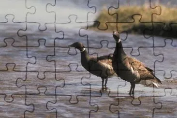 Brant Pair jigsaw puzzle