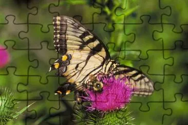 Swallowtail Butterfly and bee on thistle jigsaw puzzle