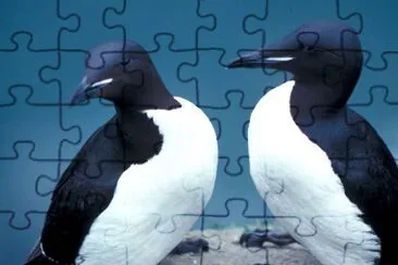 Thick-billed Murres, 1989 jigsaw puzzle