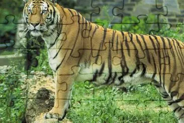 Tiger