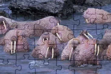 Walrus on Togiak National Wildlife Refuge jigsaw puzzle