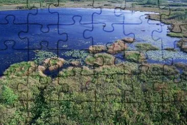 Okefenokee國家野生動物保護區的濕地棲息地