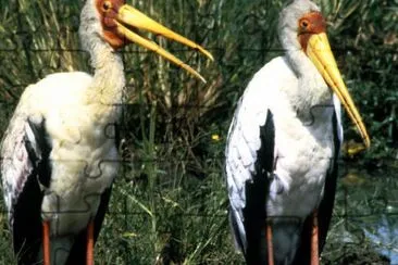 Yellow-billed Storks jigsaw puzzle